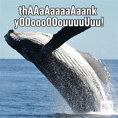 funny whale memes|whale gif animated.